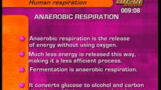 GCSE BBC Bitesize Higher Science  Human Respiration [upl. by Leba]