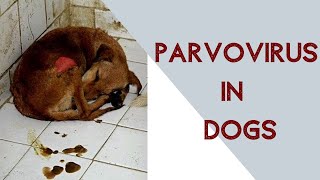 Parvo virus in dogs [upl. by Mari]