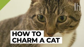 How to Get a Cat to Like You  Lifehacker [upl. by Ahseile]