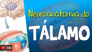 TÁLAMO Neuroanatomia Funcional Vídeo Aula Rogério Souza [upl. by Anitnegra477]