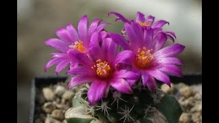 turbinicarpus nikolae [upl. by Eoz695]