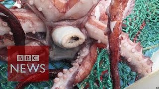 Rare colossal squid examined by scientists  BBC News [upl. by Maegan]