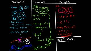 Immunology  Granulocytes Function Neutrophils Basophils Eosinophils [upl. by Oswal]