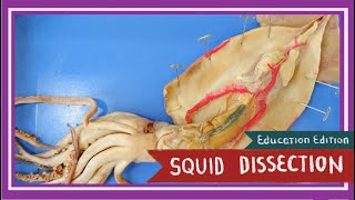 Squid Dissection  Pen amp Ink EDU [upl. by Aligna]