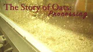 Story of Oats Processing [upl. by Akira702]