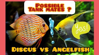 How to Keep Angelfish and Discus Together  Discus Compatibility Tank Mates [upl. by Aninnaig]