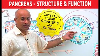 Pancreas  Structure and Function [upl. by Dart]