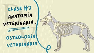 OSTEOLOGÍA VETERINARIA  CLASE  3  ANATOMÍA VETERINARIA [upl. by Bridget]