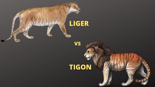 Liger vs Tigon who will win  Jungle Safari [upl. by Anaek587]