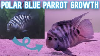 Polar Blue Parrot Cichlid Growth Timelapse  Juvenile to Adult [upl. by Oisorbma]