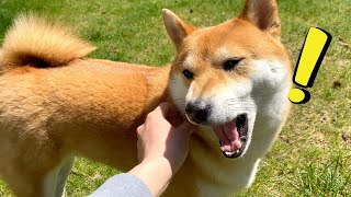 A Classic Shiba Scream  HEY Give Back [upl. by Sletten614]