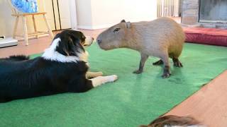 Dog and Capybara [upl. by Palla]