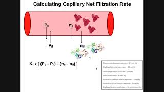 Starling Forces amp Calculating Net Filtration Rate [upl. by Berke297]