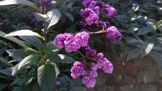 Heliotropium arborescens  Lord Roberts  cherry pie  Garden Heliotrope HD 01 [upl. by Karb]