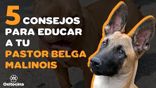 5 CONSEJOS PARA EDUCAR A TU PASTOR BELGA MALINOIS [upl. by Emmons]