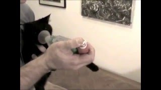 AeroKat Feline Aerosol Chamber  Demonstration [upl. by Skelly]