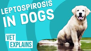 Leptospirosis in Dogs [upl. by Leschen]