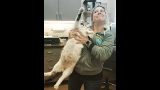 Cats Who HATE The Vet A Compilation [upl. by Netsirhc]