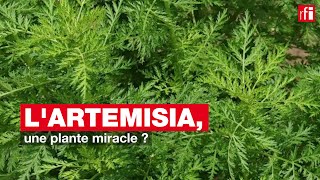 Lartemisia une plante miracle [upl. by Glynias]