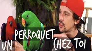 UN PERROQUET CHEZ TOI   VLOG TOOPET [upl. by Aeret]