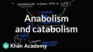 Overview of metabolism Anabolism and catabolism  Biomolecules  MCAT  Khan Academy [upl. by Ermina]