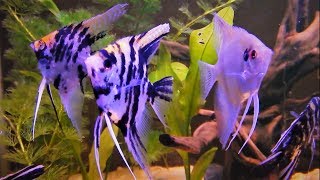 Angelfish Care amp Tank Set up Guide [upl. by Agem]