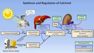 Calcium and Phosphate Metabolism [upl. by Ammeg]