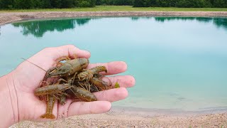 Catching Crawfish For My New Ponds [upl. by Ilil]