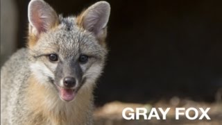 Creature Feature Gray Fox [upl. by Saxon938]