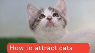 How to attract cats updated 2021  How to attract cats to you  How to attract cats to your house [upl. by Martinez]