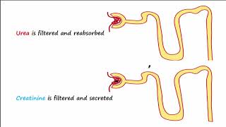 BUN and Creatinine [upl. by Angelique]