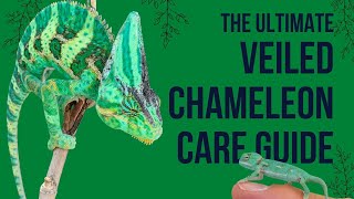 Veiled Chameleon Care Guide [upl. by Cuthburt923]