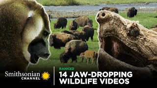 14 JawDropping Wildlife Videos  Smithsonian Channel [upl. by Poyssick882]