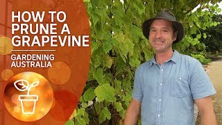 How to prune a grapevine [upl. by Fiske]