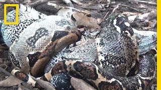 The Boa in My Backyard  National Geographic [upl. by Ellehsar153]