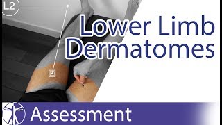 Dermatomes Lower Limb  Peripheral Neurological Examination [upl. by Marienthal]