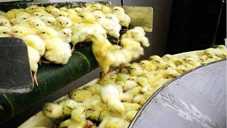 How Poultry Farm Make Million Eggs and Meat  Inside Modern Chickens Farm  Poultry Farm Technology [upl. by Julietta]