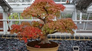 Liquidambar Bonsai Tree Basic Information [upl. by Amiel]