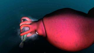 Mysterious world of the colossal squid [upl. by Kowtko465]