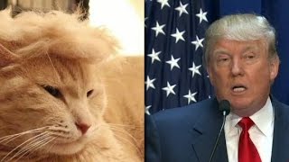 Trump cats feature felines with crazy hairlines [upl. by Ahsilaf]