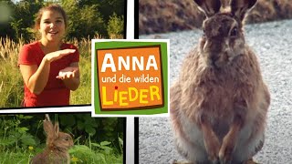 Kaninchen oder Hase  Kinderlied mit Tieren  Anna und die wilden Lieder [upl. by Vernen]