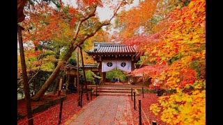 JG☆☆☆8K HDR 京都 光明寺の紅葉をゆっくり味わう Kyoto Komyoji in Autumn [upl. by Verge154]