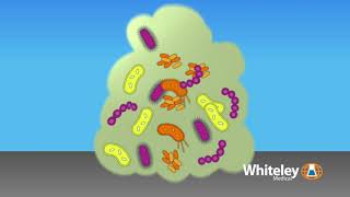 Biofilm Formation  Whiteley Medical [upl. by Alleirbag]