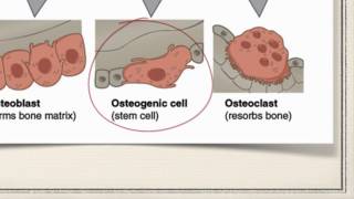 Bone Cells [upl. by Novi382]