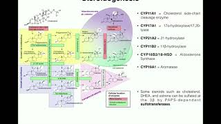 Steroidogenesis  The Biosynthesis of Steroids from Cholesterol [upl. by Albie]