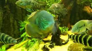 Aequidens Rivulatus Green Terror [upl. by Tigram]