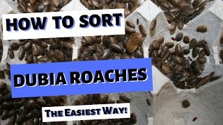 Sorting Dubia Roaches  The Easiest Way [upl. by Aeirdna835]