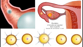 De la fécondation à la nidation [upl. by Drofliw228]