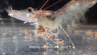 How does vannamei shrimp eat [upl. by Leia]