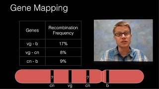 Genetic Recombination and Gene Mapping [upl. by Revolc]